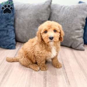 Kent, Mini Labradoodle Puppy