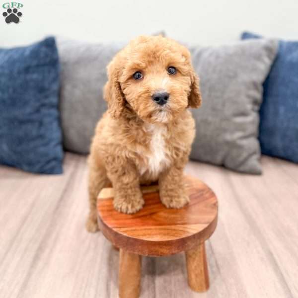 Kent, Mini Labradoodle Puppy