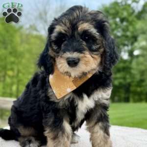 Everest, Goldendoodle Puppy