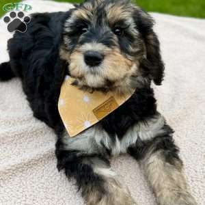 Everest, Goldendoodle Puppy