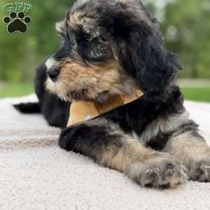 Everest, Goldendoodle Puppy