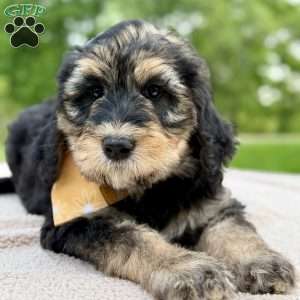 Everest, Goldendoodle Puppy