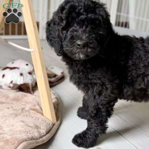 Bear, Goldendoodle Puppy