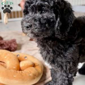 Bear, Goldendoodle Puppy