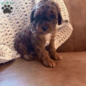 Willow, Cavapoo Puppy