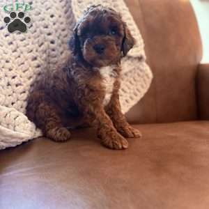 Willow, Cavapoo Puppy