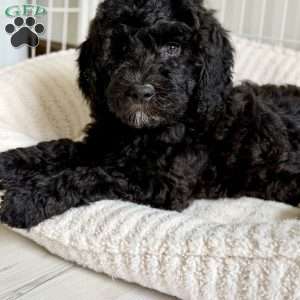 Bear, Goldendoodle Puppy