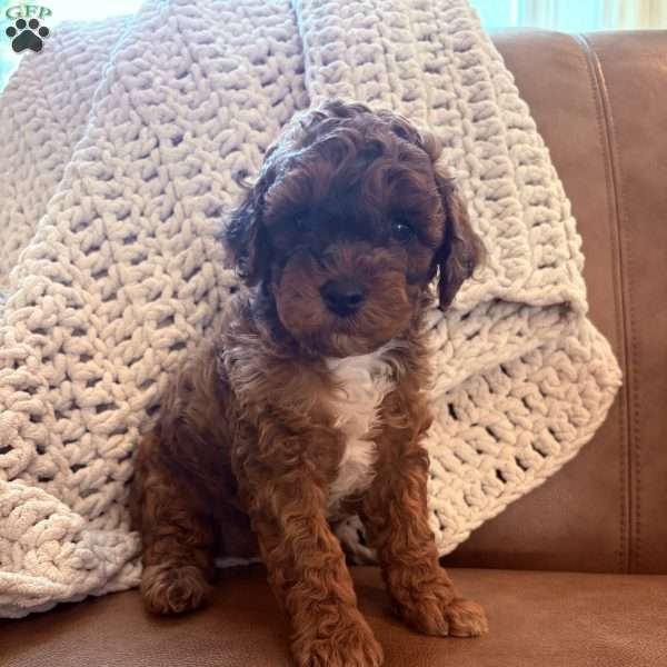 Willow, Cavapoo Puppy