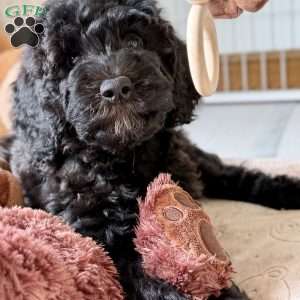 Bear, Goldendoodle Puppy