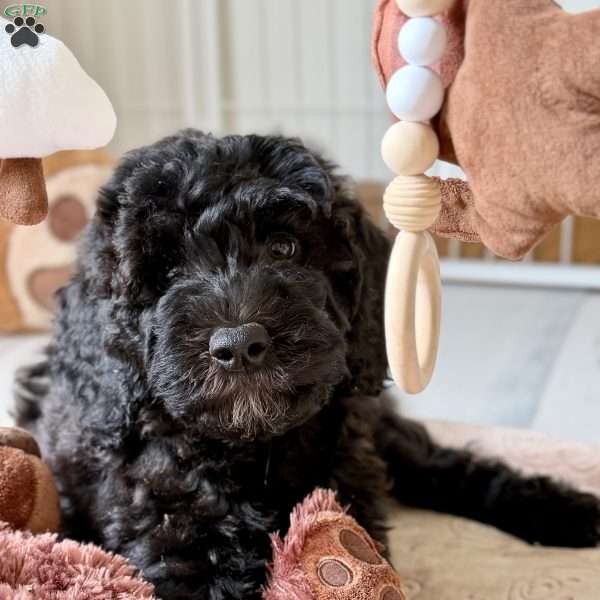 Bear, Goldendoodle Puppy