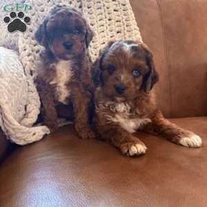 Willow, Cavapoo Puppy