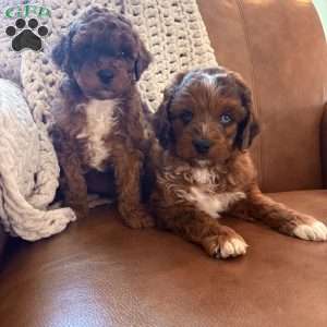 Waylon, Cavapoo Puppy