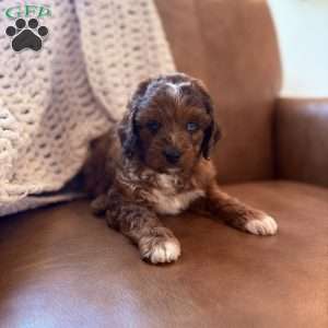 Waylon, Cavapoo Puppy