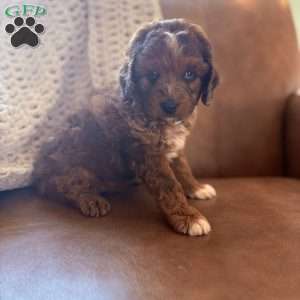 Waylon, Cavapoo Puppy