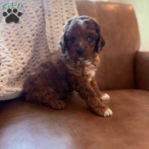Waylon, Cavapoo Puppy