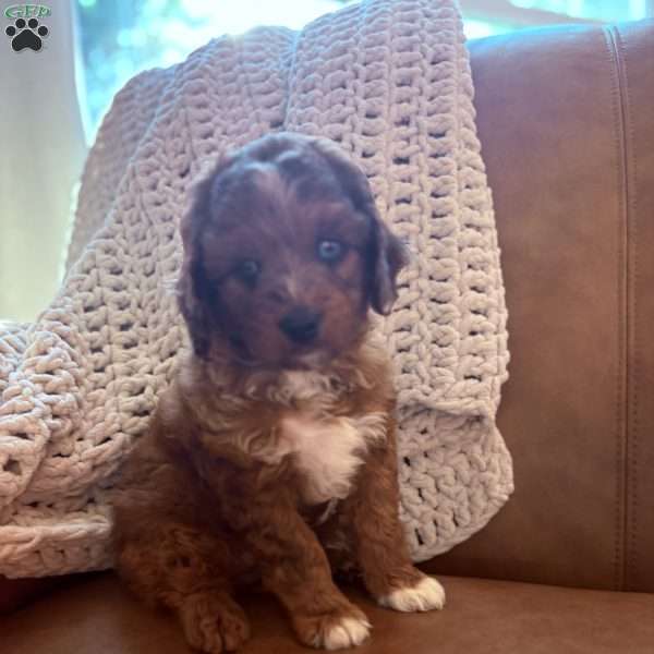 Waylon, Cavapoo Puppy