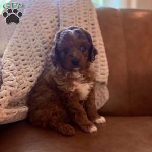 Waylon, Cavapoo Puppy