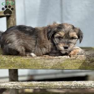 Pixie, Shorkie Puppy