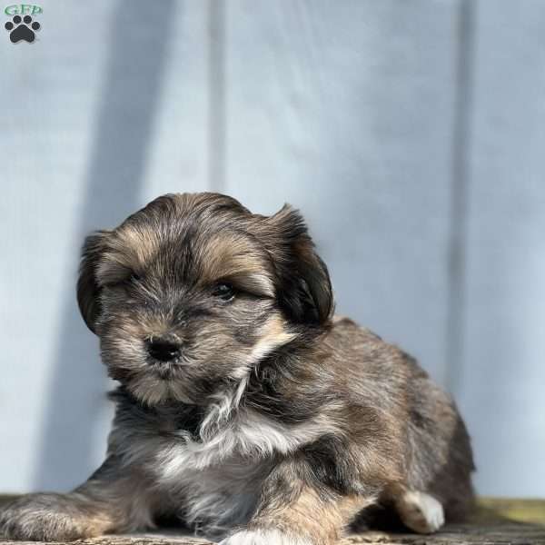 Pixie, Shorkie Puppy