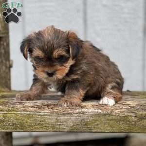 Piage, Shorkie Puppy