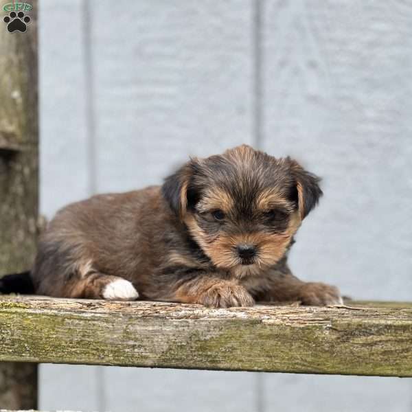 Piage, Shorkie Puppy