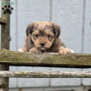 Pumpkin, Shorkie Puppy
