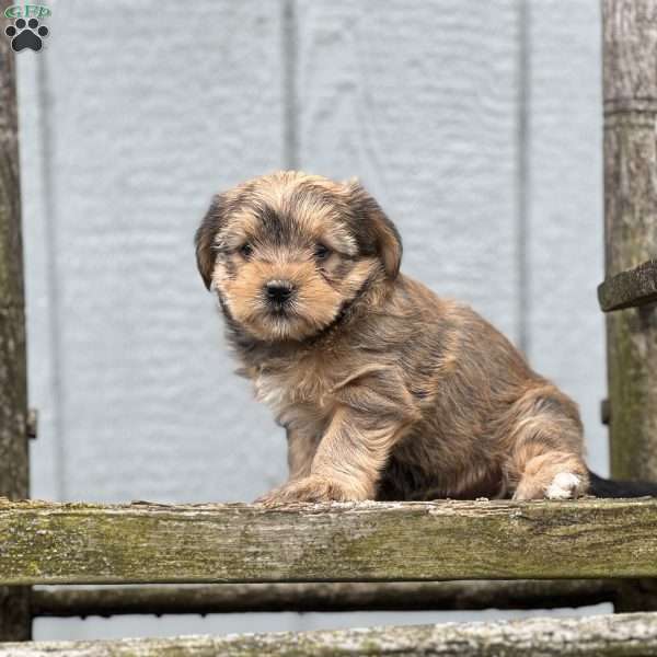 Pumpkin, Shorkie Puppy