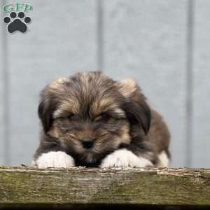 Paddy, Shorkie Puppy