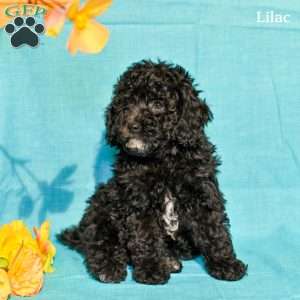 Lilac, Miniature Poodle Puppy