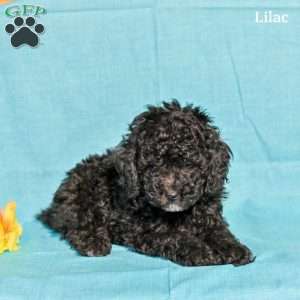 Lilac, Miniature Poodle Puppy