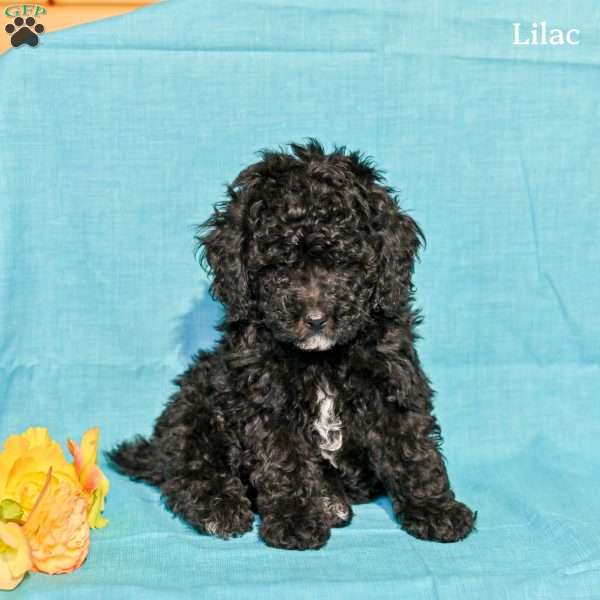 Lilac, Miniature Poodle Puppy