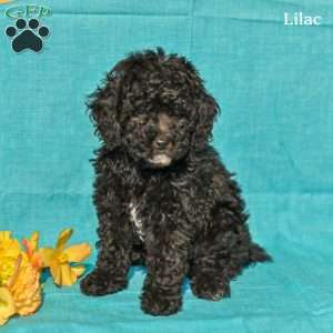 Lilac, Miniature Poodle Puppy