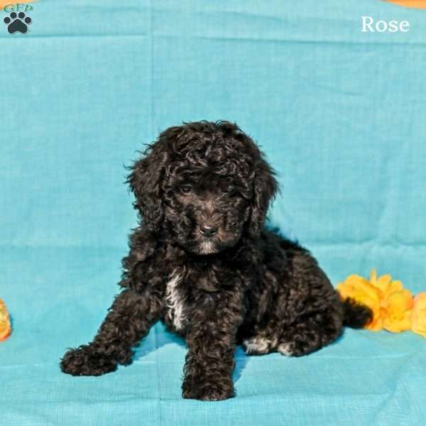 Rose, Miniature Poodle Puppy
