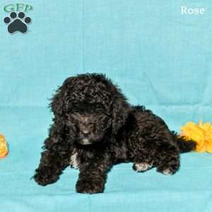 Rose, Miniature Poodle Puppy