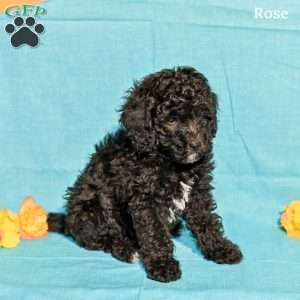 Rose, Miniature Poodle Puppy