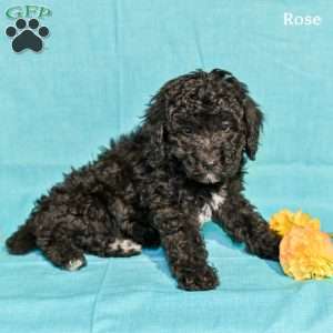 Rose, Miniature Poodle Puppy
