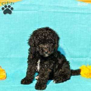 Rose, Miniature Poodle Puppy