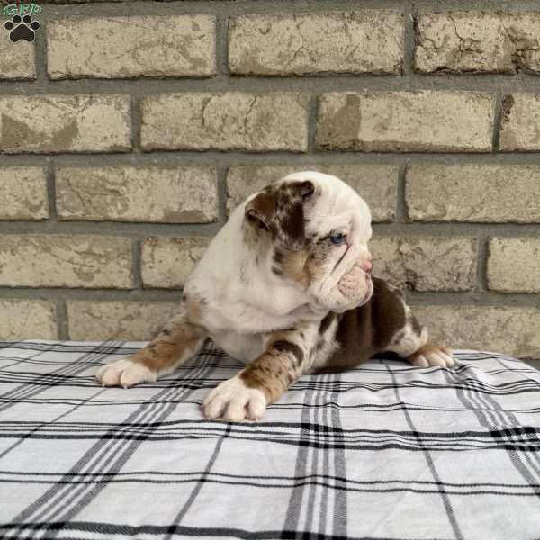 Layla, Beabull Puppy