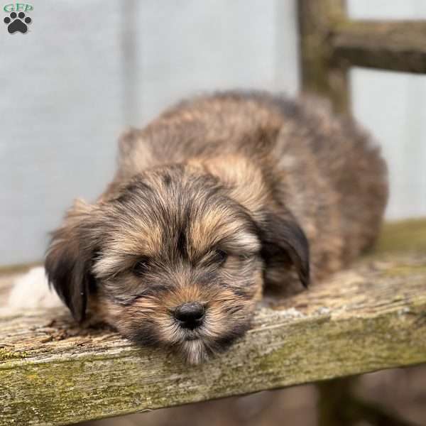 Paddy, Shorkie Puppy
