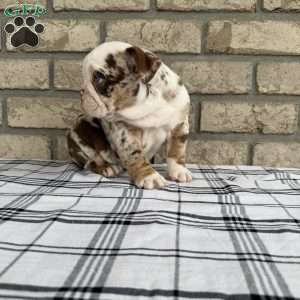 Layla, Beabull Puppy
