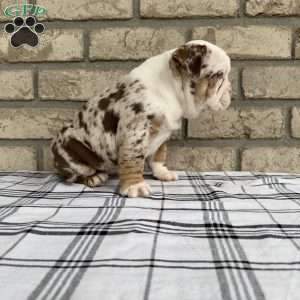 Layla, Beabull Puppy