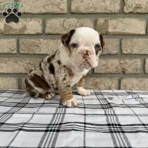 Layla, Beabull Puppy