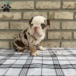 Layla, Beabull Puppy
