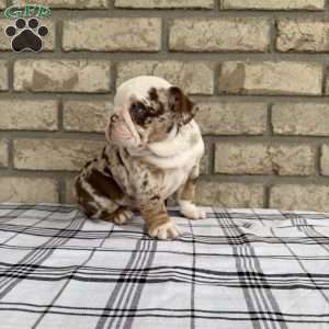 Layla, Beabull Puppy