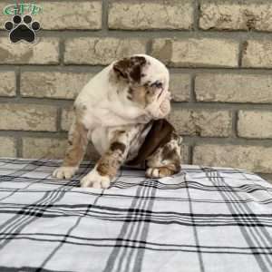 Layla, Beabull Puppy