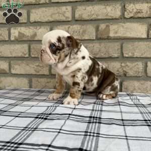 Layla, Beabull Puppy