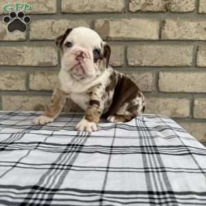 Layla, Beabull Puppy