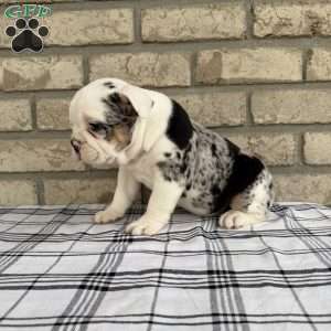 Lucy, Beabull Puppy