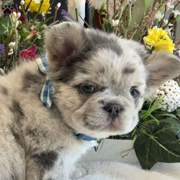 Tank, French Bulldog Puppy