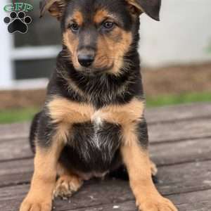 Ruby, German Shepherd Mix Puppy